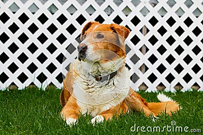 Old farm dog sitting on grass with a white lattice background Stock Photo