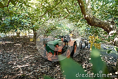 An old farm truck in a organic avocado plantation Stock Photo
