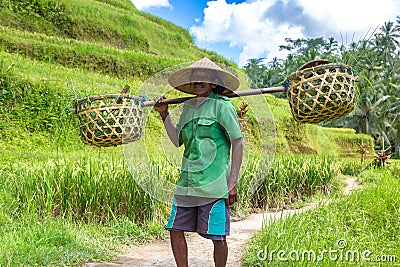 Old farmer on Bali rice field Editorial Stock Photo