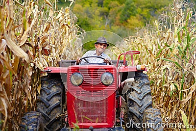 Old farmer driving the tractor in the cornfield Stock Photo