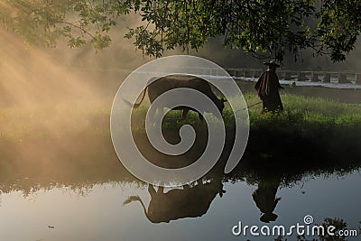 Old farmer lead the cattle under the ancient banyan tree Editorial Stock Photo