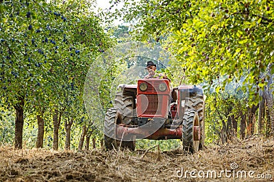 Old farmer with tractor harvesting plums Stock Photo