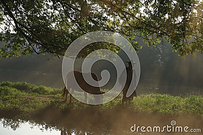 Old farmer under the ancient banyan tree Editorial Stock Photo