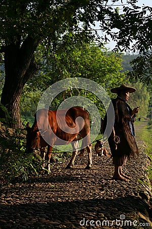 Old farmer under the ancient banyan tree Editorial Stock Photo