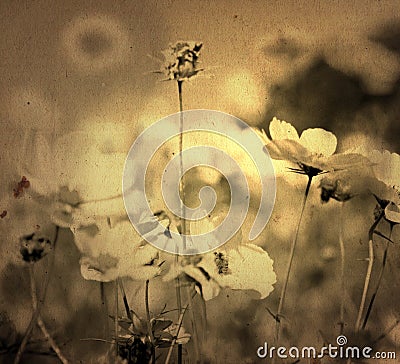Old-fashioned flower Stock Photo