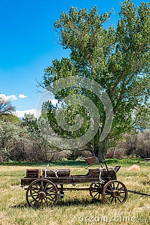 Buckboard and Tall Tree Stock Photo