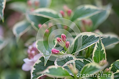 Old-fashioned Weigela florida variegata, rosey-pink buds Stock Photo