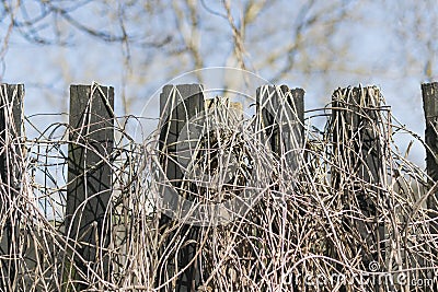 An old fence with a dead plant twining around it Stock Photo