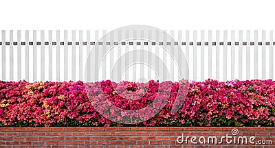 Old fence wood and varicoloured bougainvillea paper flowers isolated Stock Photo