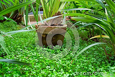 Old flower pot with green plant in green nature Stock Photo