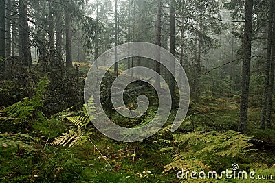 An old foggy and mysterious coniferous boreal forest in Estonia, Europe Stock Photo