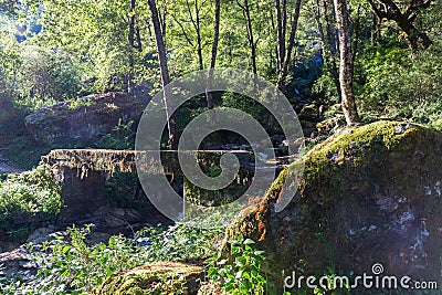 Old forest jungle stone bridge. Stock Photo