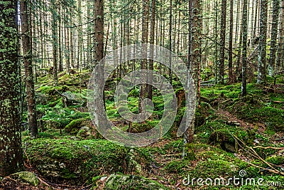 Old forest in the mountain - stones, moss and pine trees, Tatry National Park, Zakopane, Poland Stock Photo