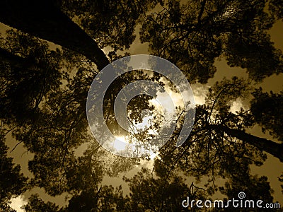 Old forest under golden sky Stock Photo