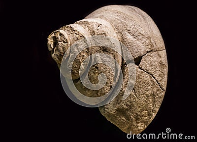 Old fossil of a prehistoric water snail shell, pleurotomania a extinct specie, isolated on a black background Stock Photo