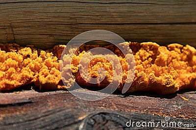 old friable yellow foam rubber Stock Photo