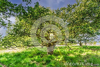 Old full grown gnarled pedunculate oak, Quercus robur, Stock Photo