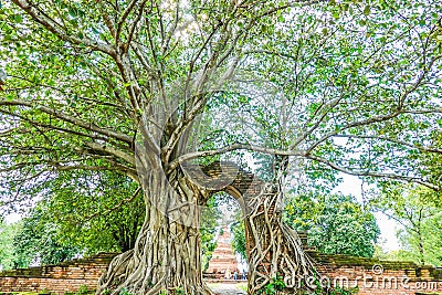 Old gate with banyan root called `Gateway to the passage of time` at ruins of Wat Phra Ngam, Phra Nakorn Si Ayutthaya, Stock Photo