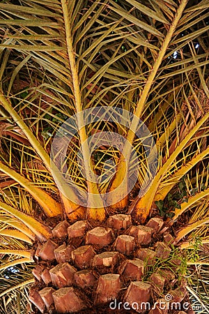 An old giant Palm detail of the trunk and frons Stock Photo