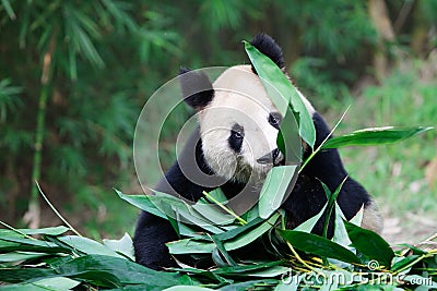 Old giant panda Stock Photo