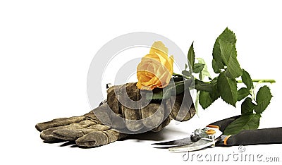 Old gloves, clippers and a yellow rose on a white background Stock Photo