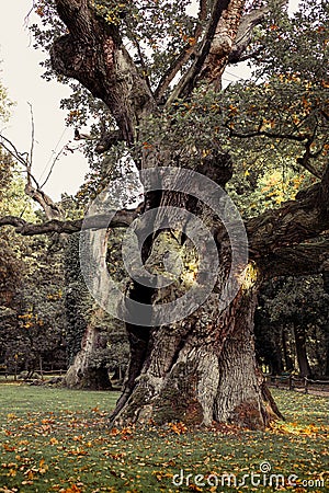 Old gnarled oak tree, autumn branches, natural background Stock Photo