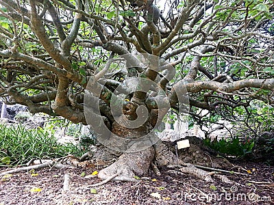 Old and Gnarled Tree With Many Limbs and a Large Trunk Stock Photo