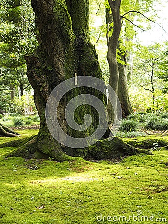 Old gnarled trees and moss Stock Photo