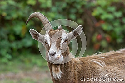 Old goat with cockeyed teeth. Stock Photo