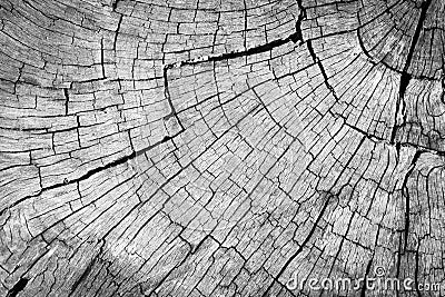 Old gray cracked wood surface. Stock Photo