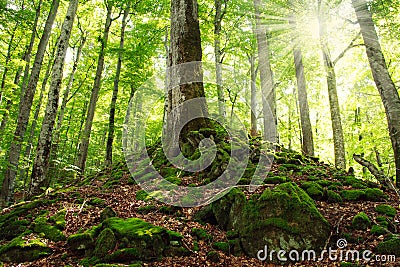 Old green mossy forest Stock Photo