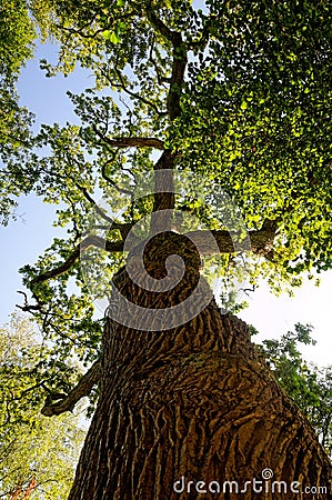 Augustow Studzieniczna old tree Stock Photo