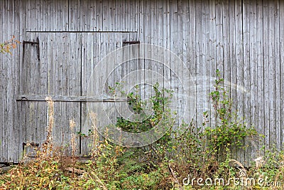 Old grey barn wall Stock Photo