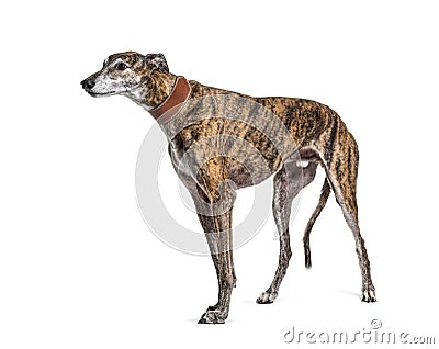 Old greying brown greyhound Stock Photo