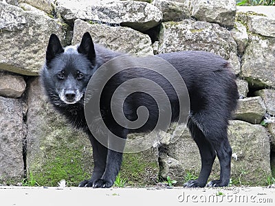 Old greying Schipperke dog standing by drystone wall. Stock Photo