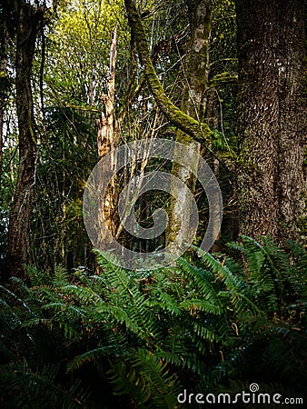 Old Growth Forest Near Seattle Stock Photo