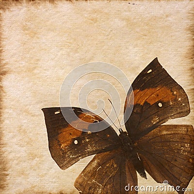 Old grunge butterfly paper texture Stock Photo