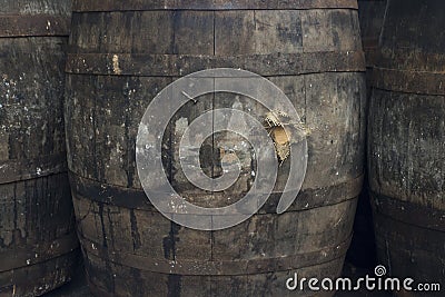 Old Grungy Wine Barrels Stock Photo