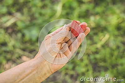 Old hand grandmother hold heart. Concept idea of love family protecting elderly people grandmother friendship togetherness Stock Photo