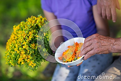 Old hand prefer flowers of calendula. Children's hand holds the Stock Photo