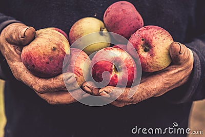 Old hands hold apples Stock Photo