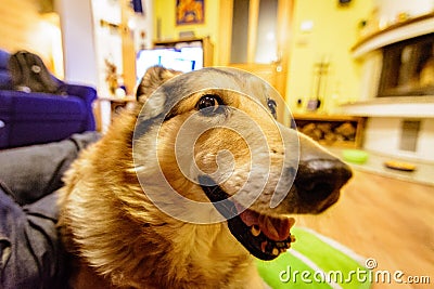 Old but happy crossbreed dog Stock Photo