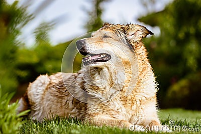 Old but happy crossbreed dog Stock Photo