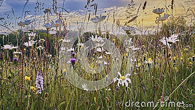 Species rich wild flower meadow in summer Stock Photo