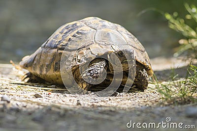 Old Herman`s turtle, Testudo hermanni in the wood Stock Photo