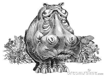 Old hippopotamus with no teeth Cartoon Illustration