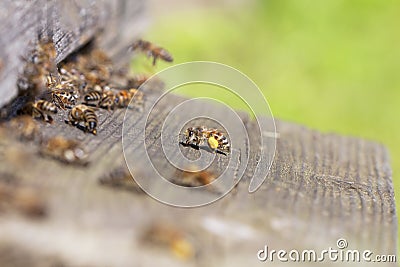 Old hive entrance. Stock Photo