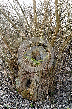 Old hollow tree trunk Stock Photo