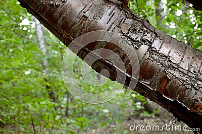 Old hornbeam bark. Woody texture. Stock Photo