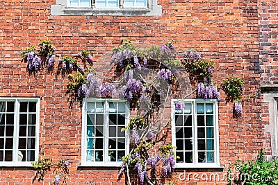 Old house wall with blue wisteria. Stock Photo